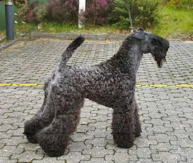 推荐各种狗狗的类型,10种有型罕见的狗狗