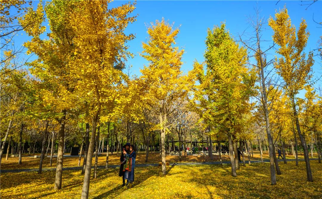 夏日好去处济南森林公园,济南森林公园雪景