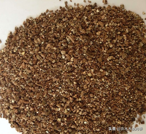 月季扦插长出愈伤组织后多久生根,如何判断月季是根瘤还是愈合组织