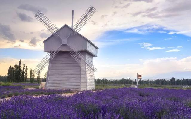 伊犁霍城薰衣草花海,伊犁霍城薰衣草真美