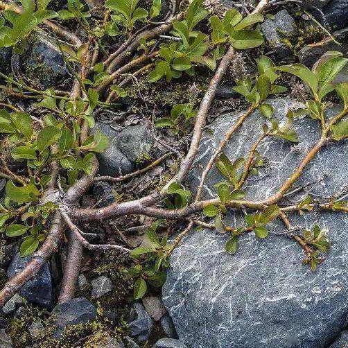 关于树木的小知识,关于树木的问题