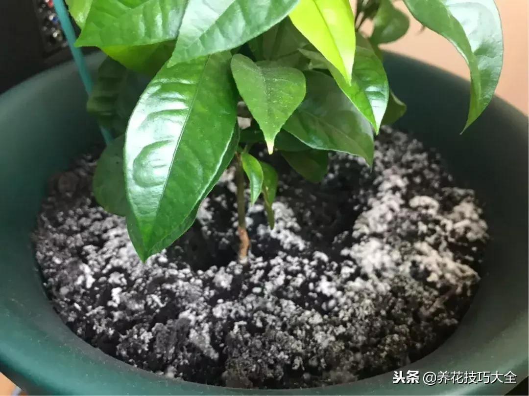 盆栽植物土壤发霉怎么处理,盆栽植物长毛毛怎么办