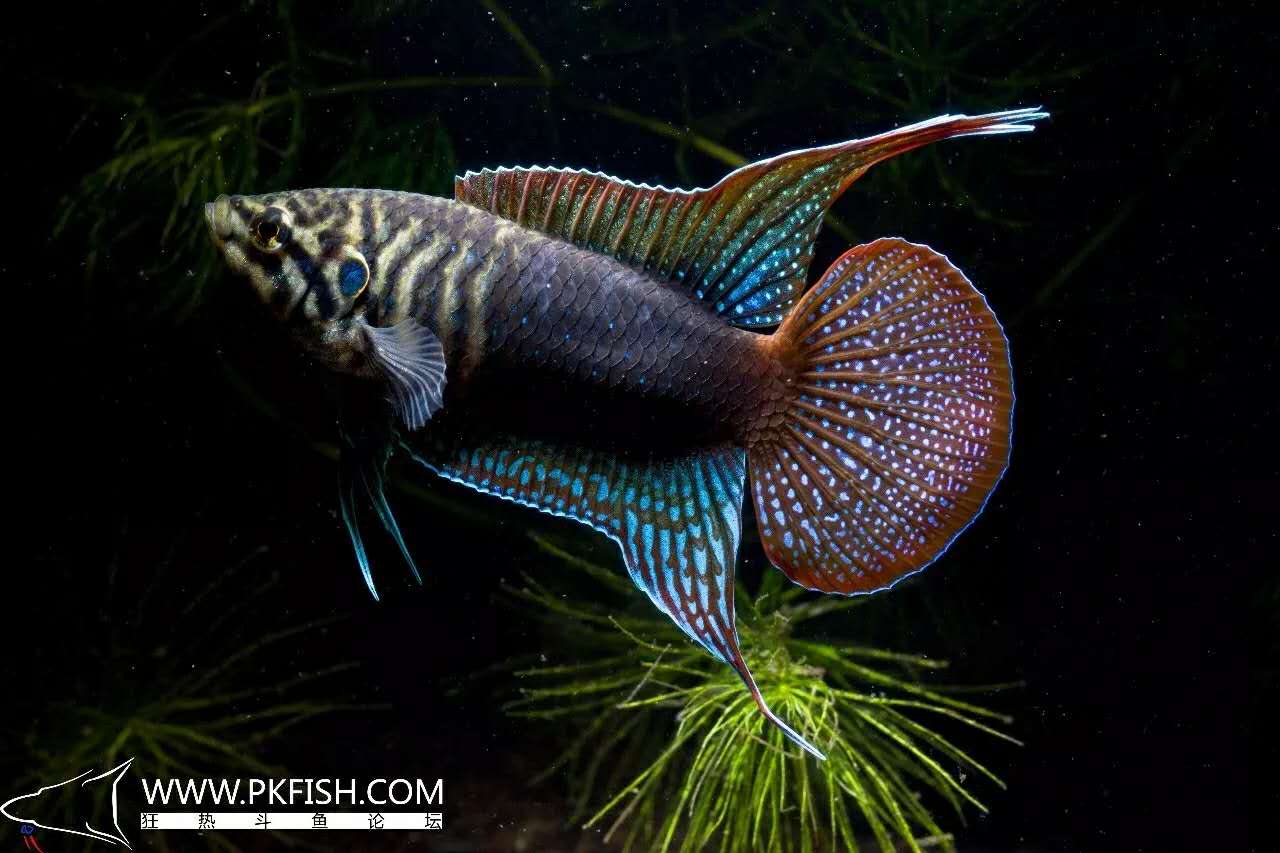 圆尾斗鱼怎么养出状态,中国斗鱼圆尾斗鱼