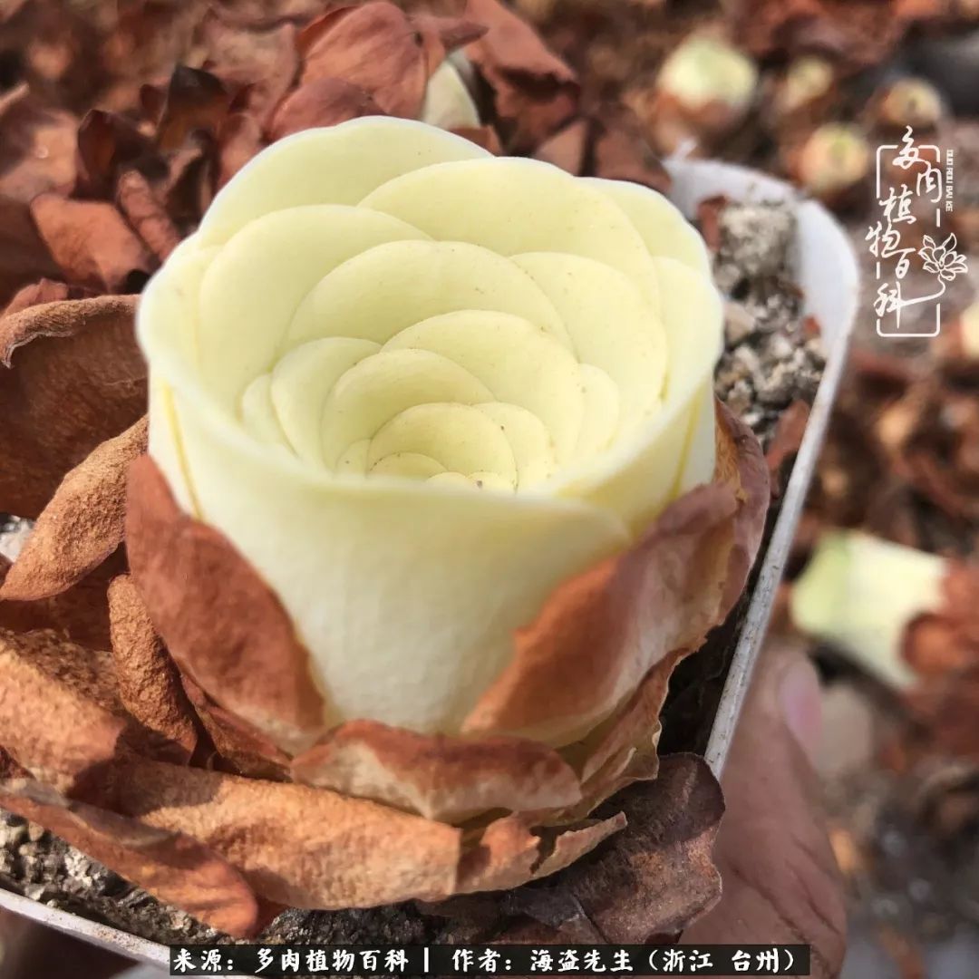 独具魅力的黄玫瑰,黄玫瑰这么美的风景惊艳到你了吗