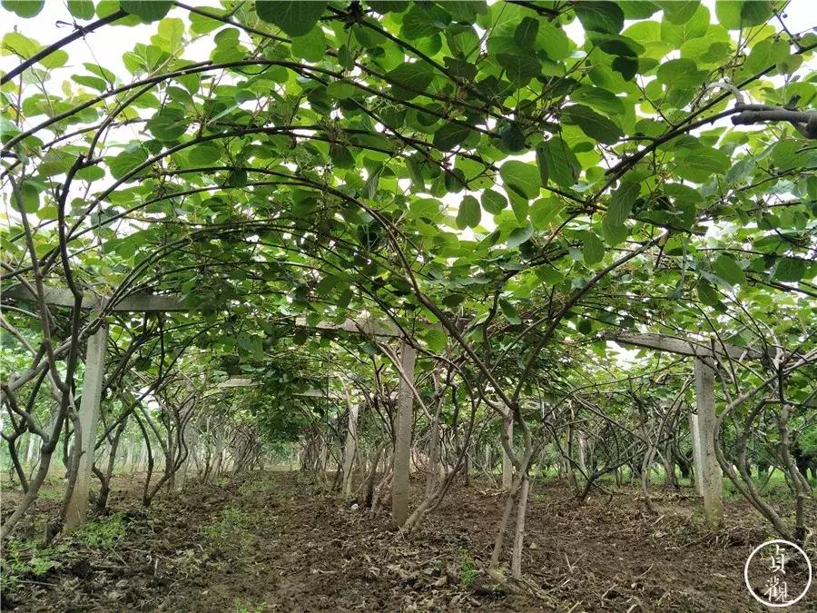 眉县和周至猕猴桃哪个更出名,眉县和周至哪里的猕猴桃更好吃