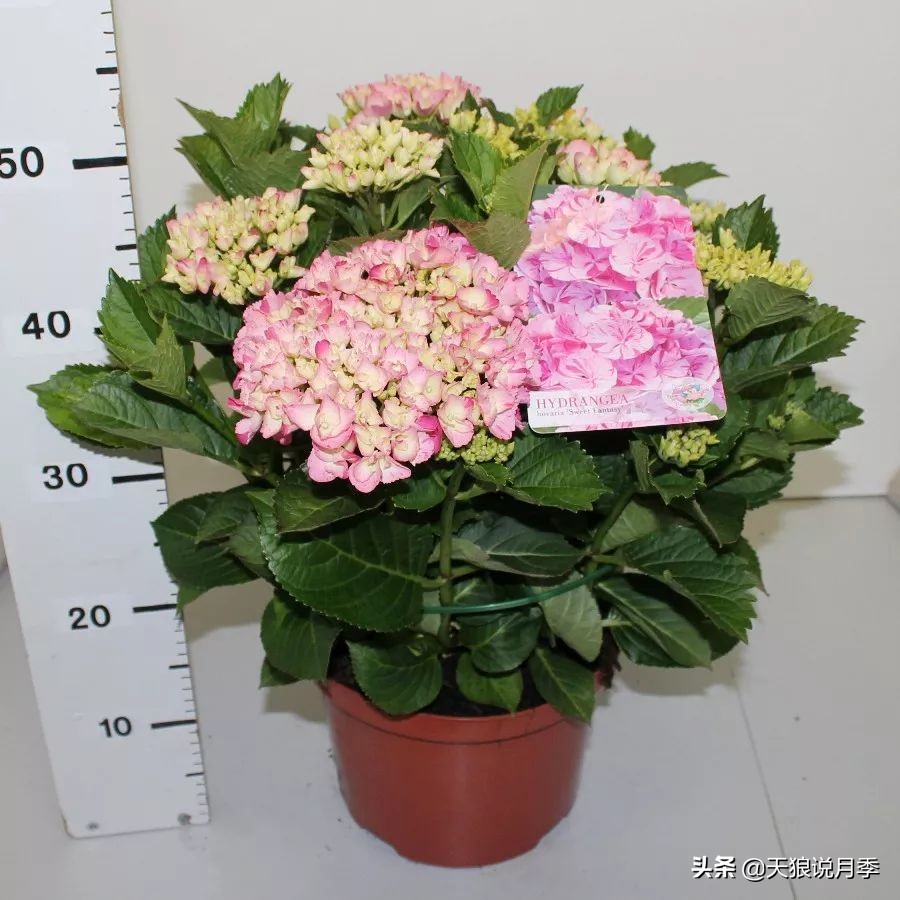 绣球季家里不缺花，全场8折迎初夏