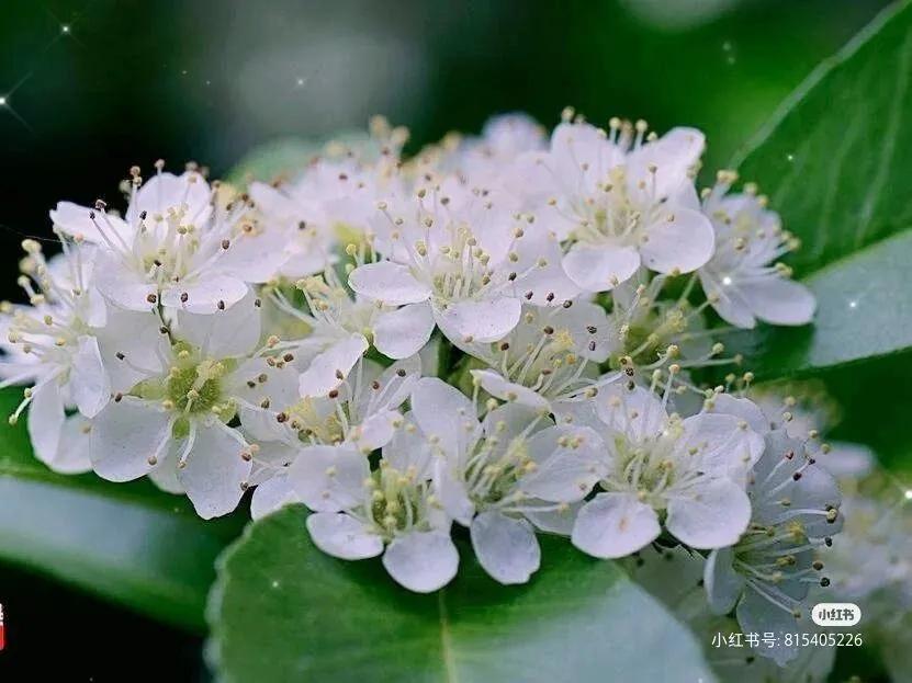 芜湖探店：小意达的花园——让鲜花芬芳你生活的每一个角落