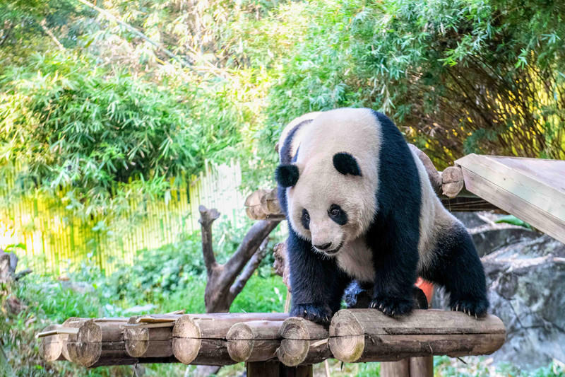 玩转广州长隆野生动物世界之行,广州长隆动物世界游玩攻略图