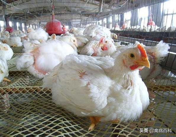 范老师水产养殖调水技术,范老师聊养鸡