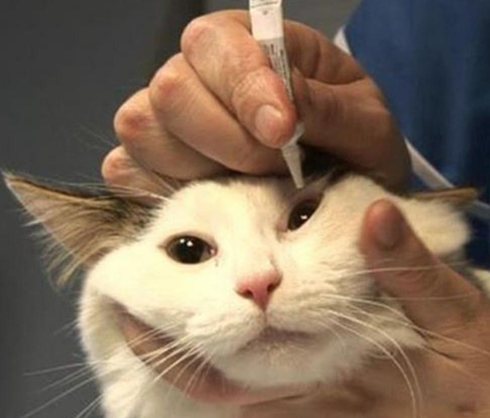 用喂药神器怎样给猫咪喂药,给猫咪喂药就吐