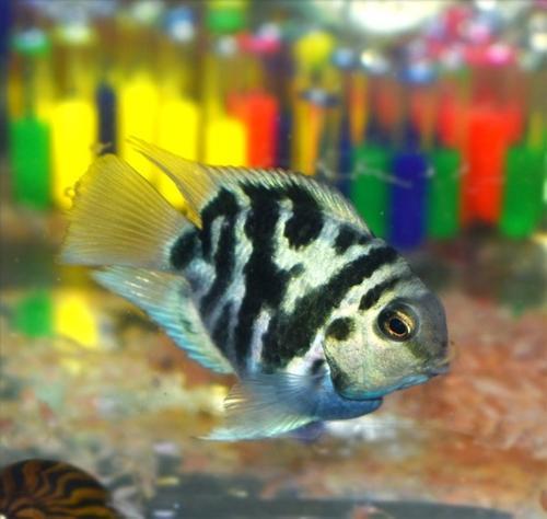 观赏鱼容易惊吓,如何降低观赏鱼应激