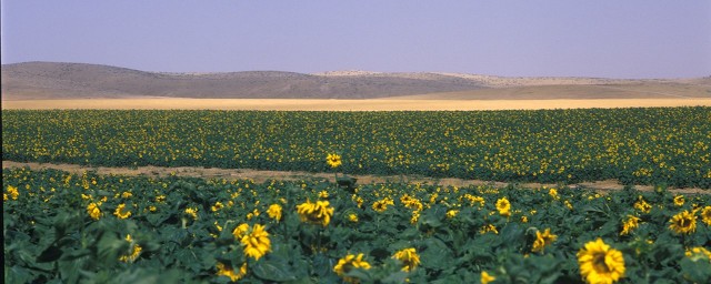 以色列为什么要抢占耶路撒冷,以色列为何在耶路撒冷建国