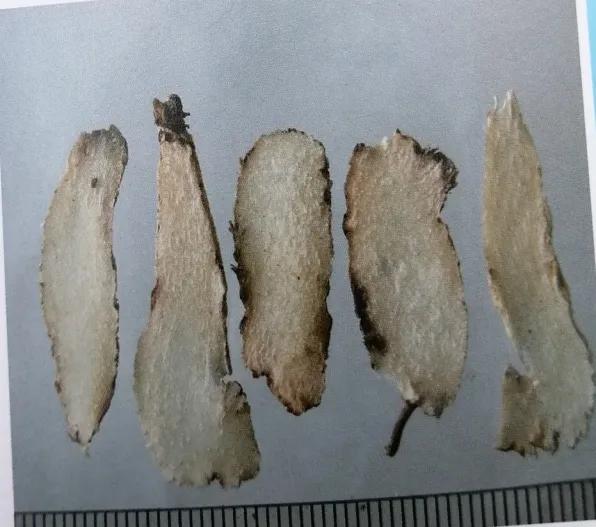 止血收敛的药有哪些,收敛止血中成药有哪些