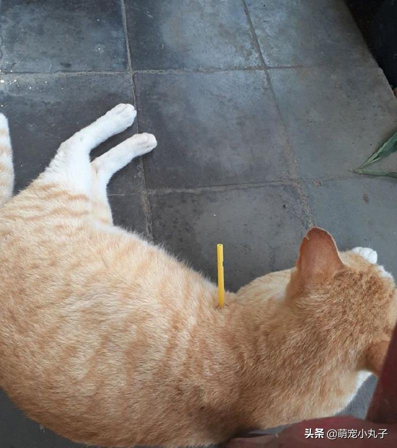 网友看到猫咪身上插了一根小棍，以为是虐猫，扒开毛后笑翻