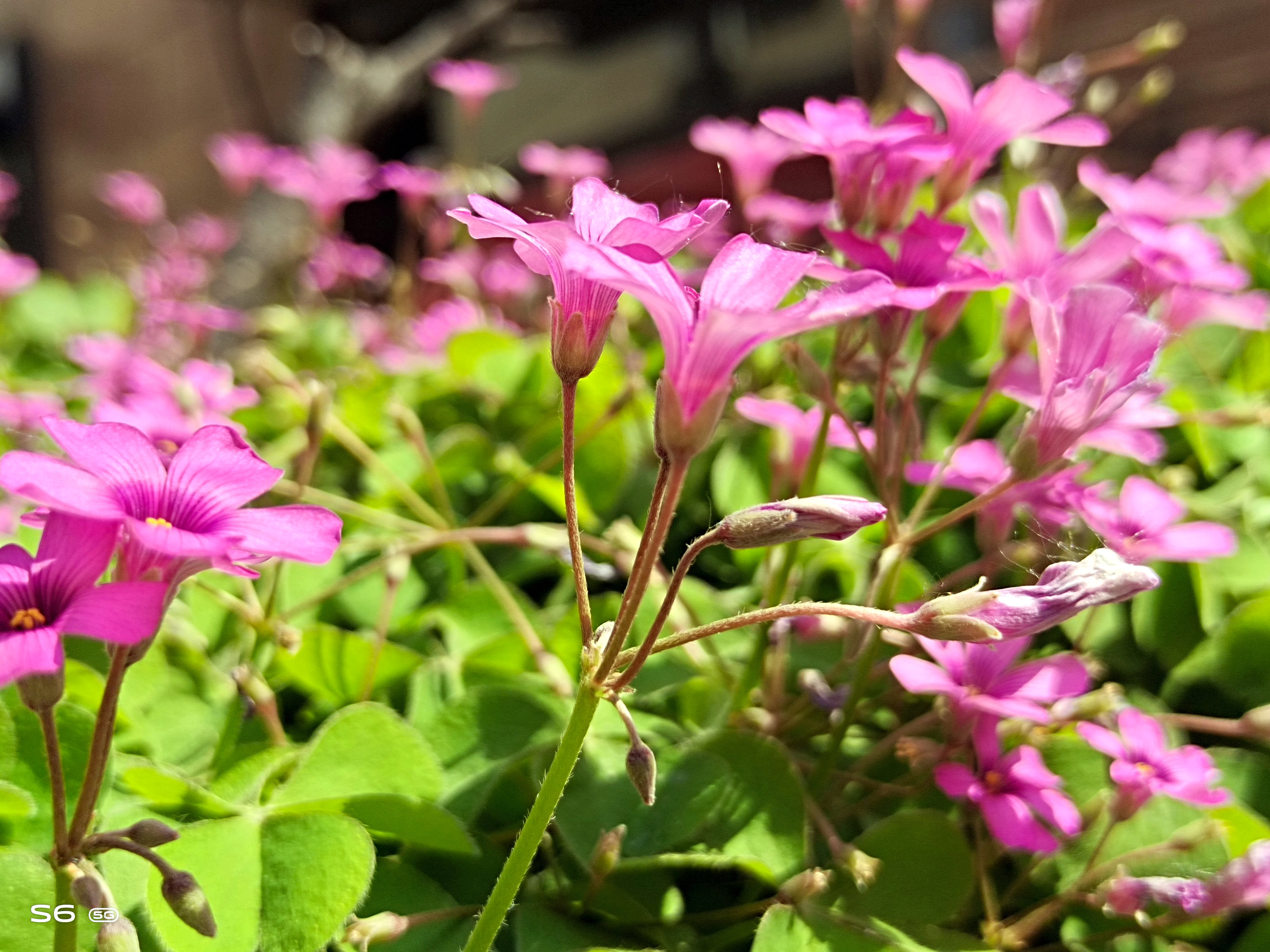 消费者视角分析,vivos6值得入手吗