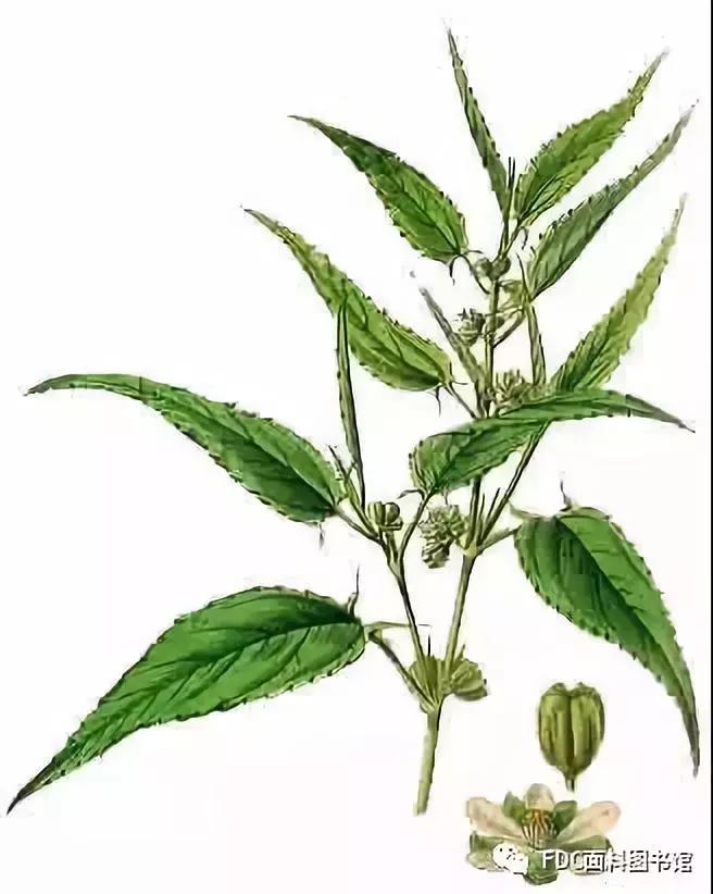 能用来制作面料的植物知多少？（下）