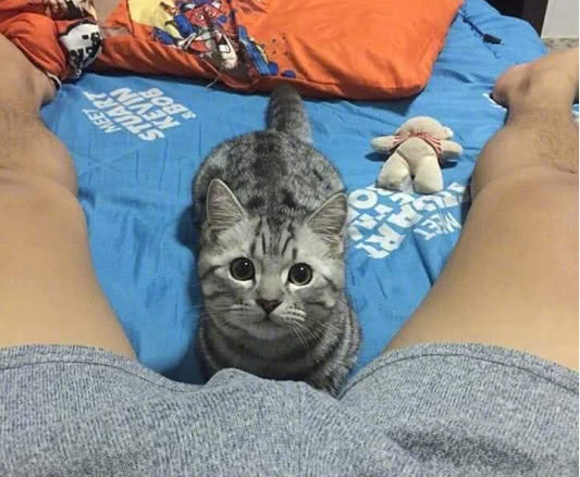 猫咪为什么喜欢在身上踩来踩去,猫咪咬衣服踩来踩去