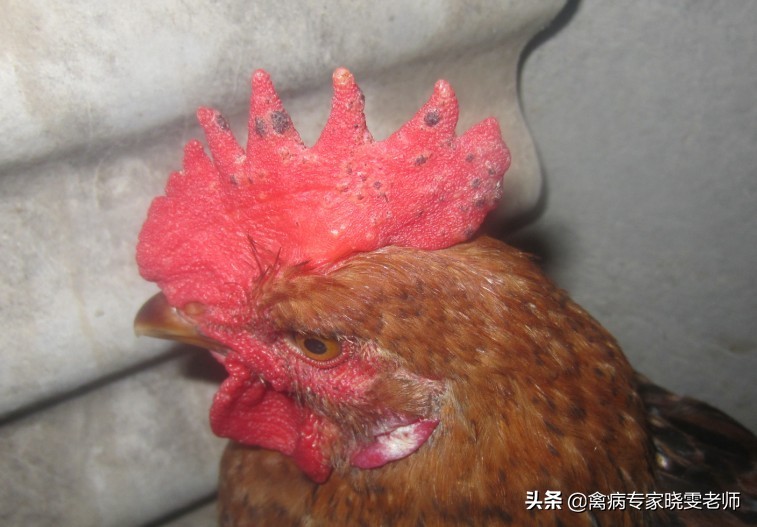 鸡痘怎么治才能彻底好,治鸡痘最好的方法