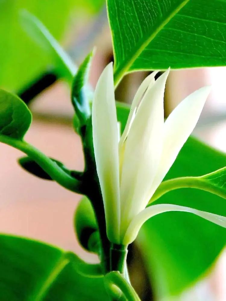 白兰花原生苗好还是嫁接苗好,刚种的白兰花缓苗期多久