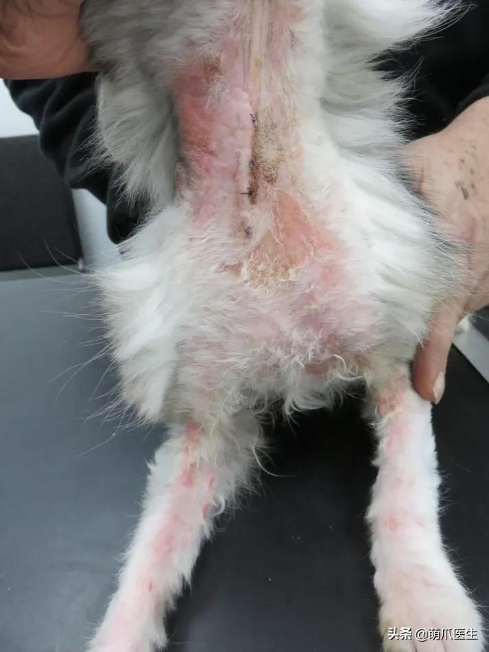 猫从来不出门要洗澡吗,猫从来不出门会感染绦虫嘛