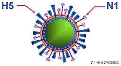 家禽h5n1禽流感疫情,禽流感新闻禽流感疫情最新消息