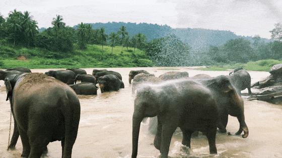 斯里兰卡对华限时免签,2023斯里兰卡免签规则