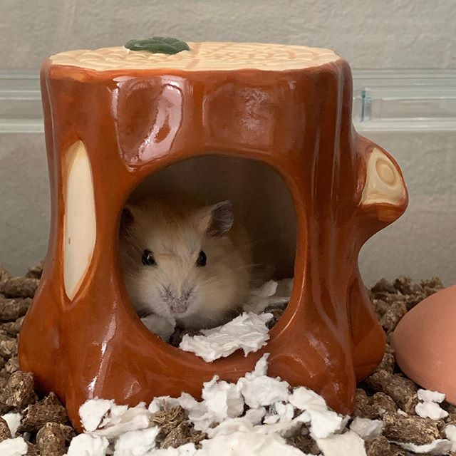 仓鼠不想脱水，吐着舌头向饲主求水喝，夏季预防仓鼠中暑请这样做