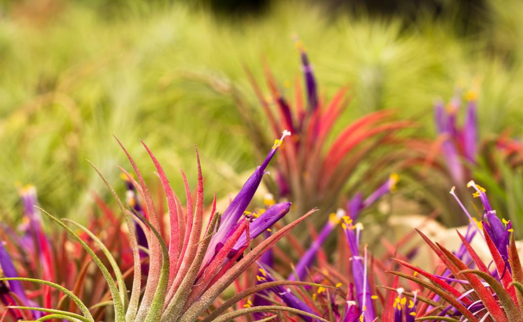 空气凤梨怎么养容易长根,空气凤梨和霸王空气凤梨