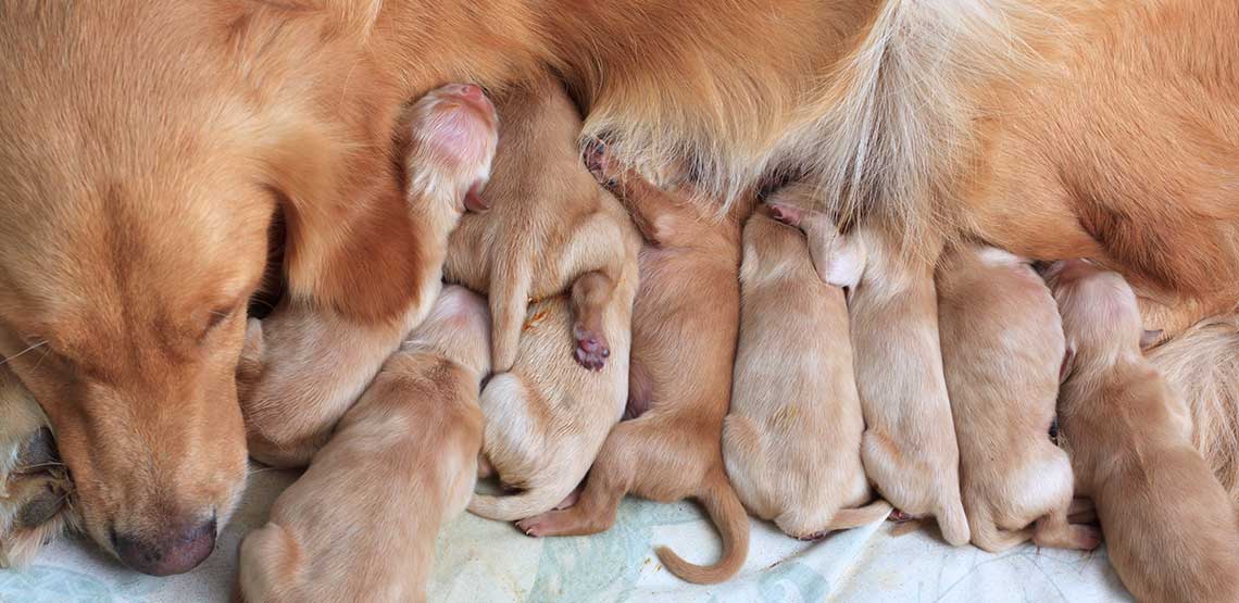 狗狗怀孕的时候会出现什么症状,如何避免狗狗意外怀孕