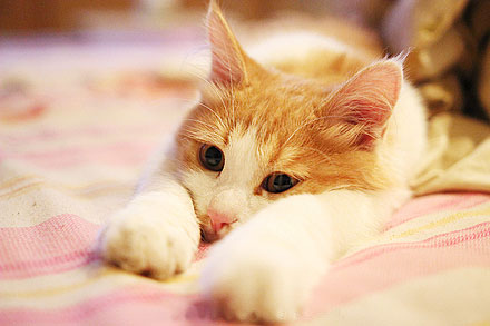 淘宝双十一成交量,淘宝双十一店铺活动营销方案