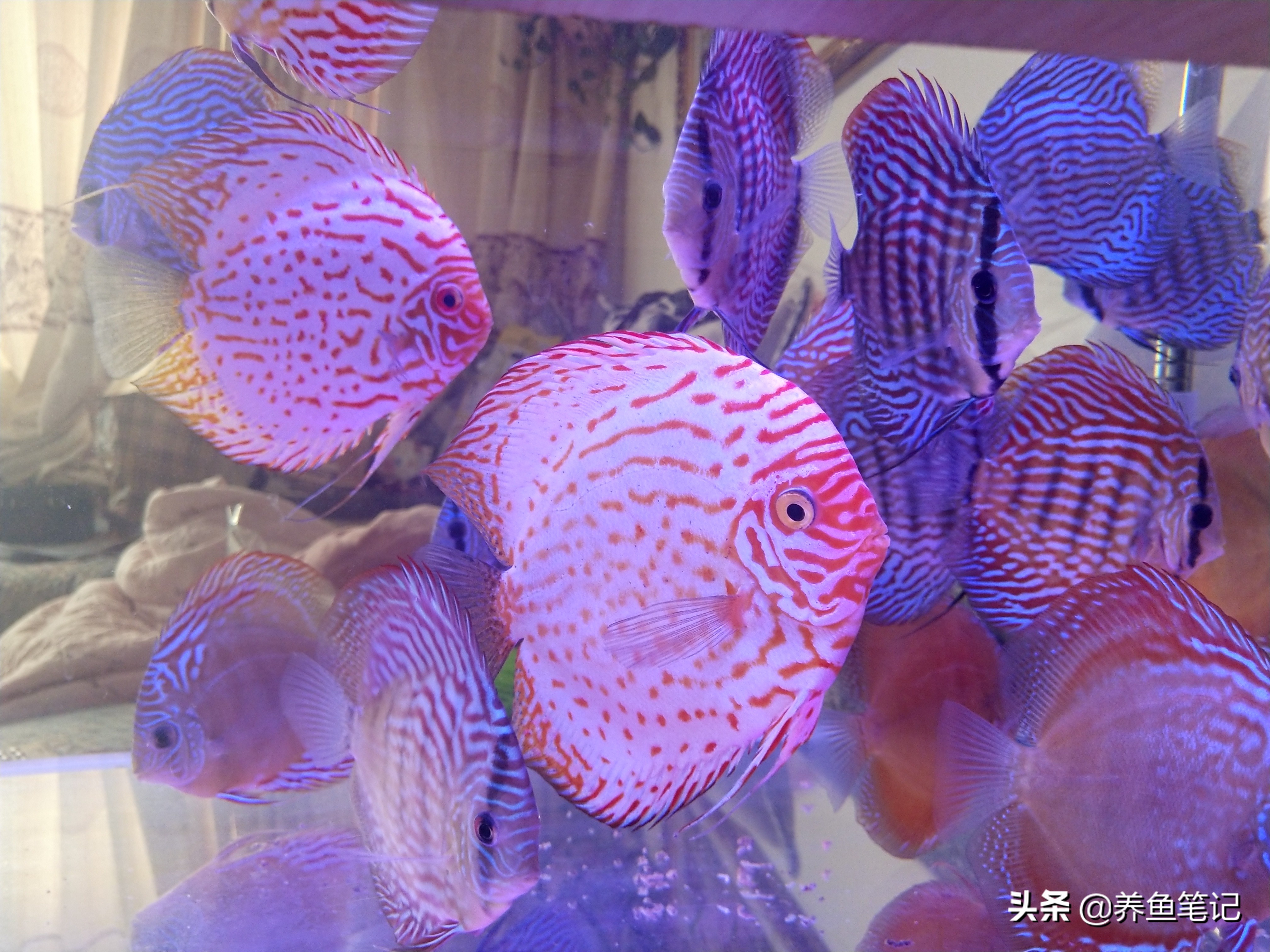 七彩神仙鱼发黑的治疗方法,七彩神仙鱼黑尾怎么治