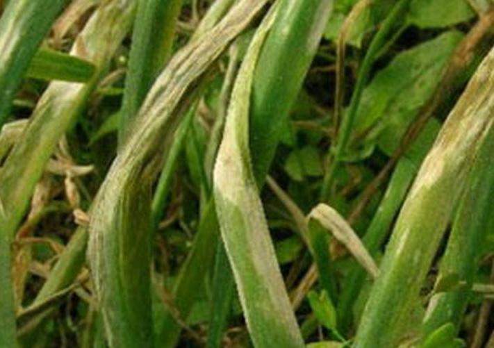 迟眼蕈蚊如何消灭,迟眼蕈蚊的发生与防治