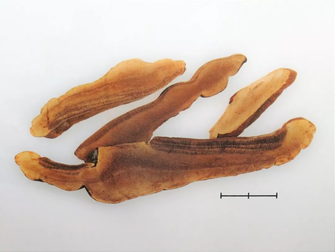 各种真菌抗癌对比,预防肿瘤的十种真菌