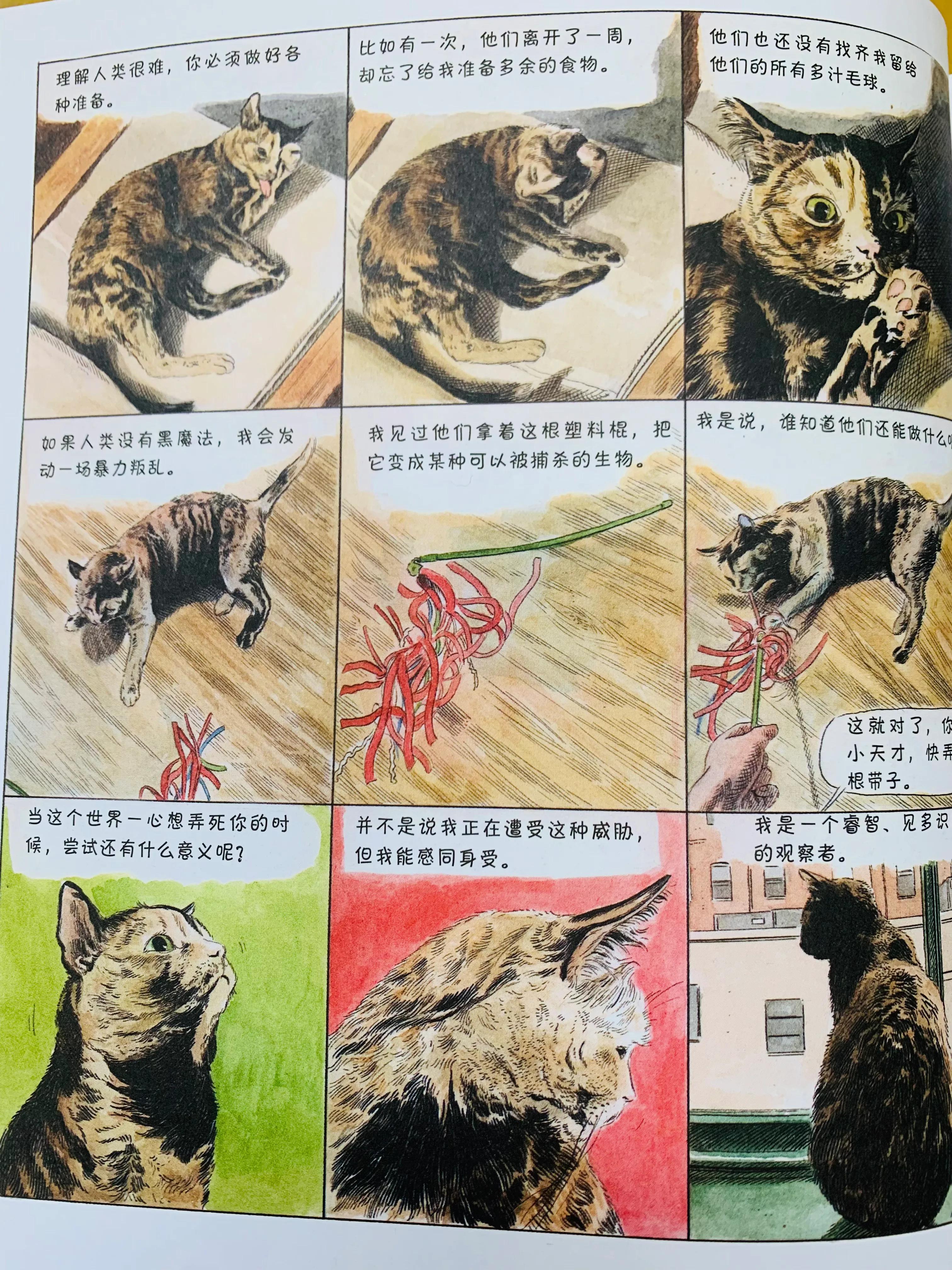 猫咪漫画治愈系短片,猫咪的搞笑漫画