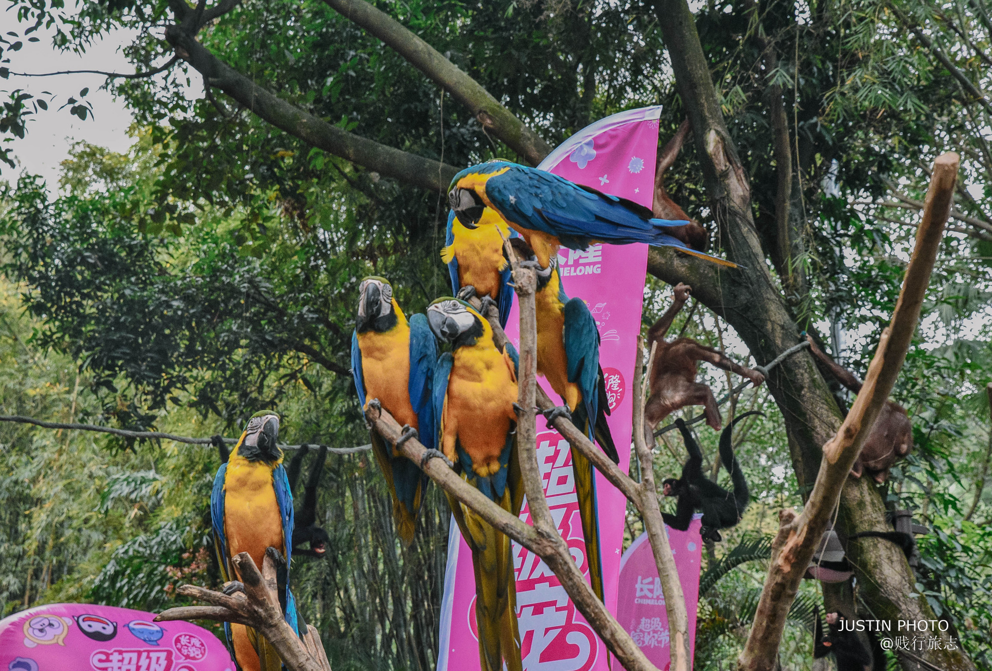 广东最大动物园在哪个市啊,广东最大动物园
