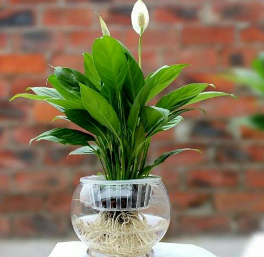 室内水培养花技巧与方法,水培养花哪种最好养