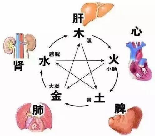 人体五脏与五行怎样对应的,五脏对应的五行是哪五行