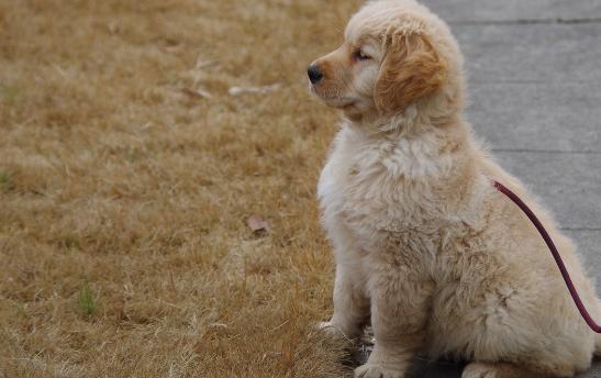 关于遛狗要拴绳,遛狗可以带点什么