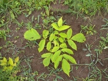 木兰栽培技术,木兰树苗培育