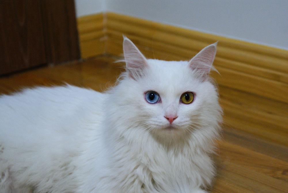 中国的家猫的起源地在哪,猫起源于哪个地方