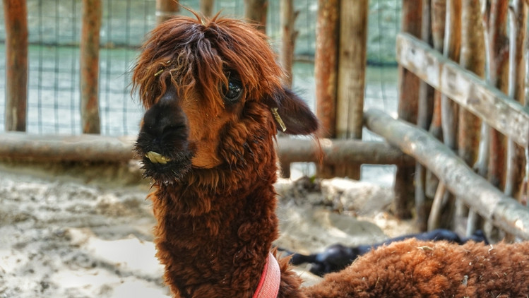三亚海棠湾生活避坑指南 (三亚攻略海棠湾)