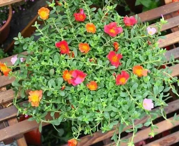 盆栽植物该如何预防积水烂根？用上防堵塞，花根越长越旺盛