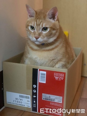 橘猫兄妹,橘猫和俩兄妹