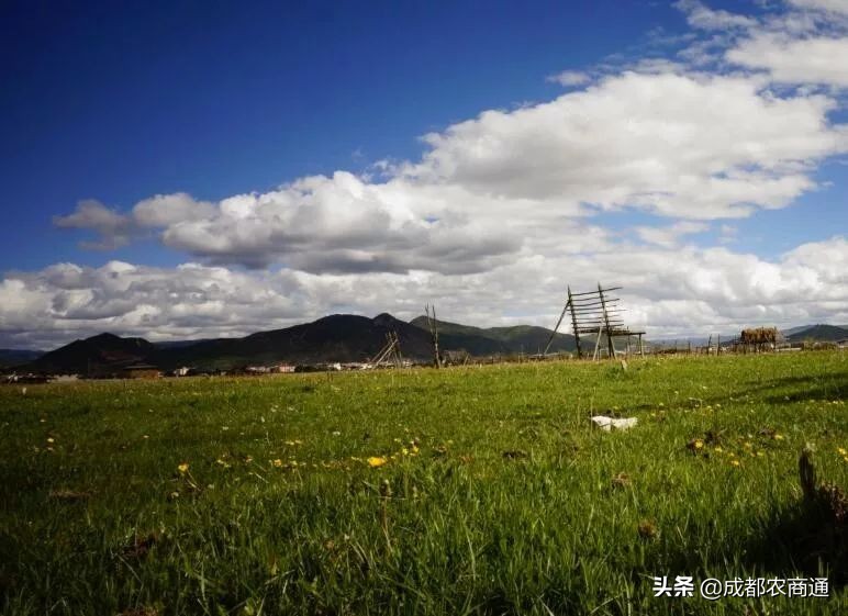 它价格昂贵，生长环境要求高，无法人工栽培！挑选方法很重要