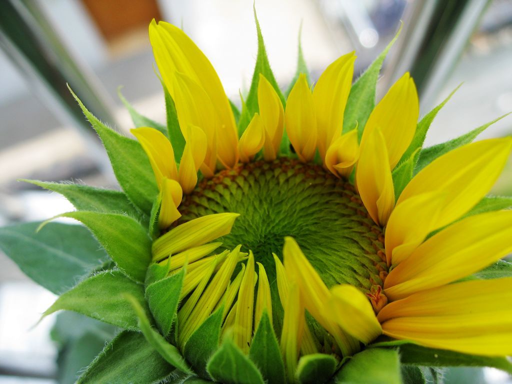 向日葵户外盆栽怎么养活,向日葵养殖小诀窍