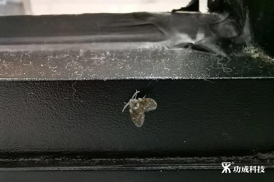 卫生间有小虫蛾蚋怎么治,卫生间出现蛾蚋怎么处理