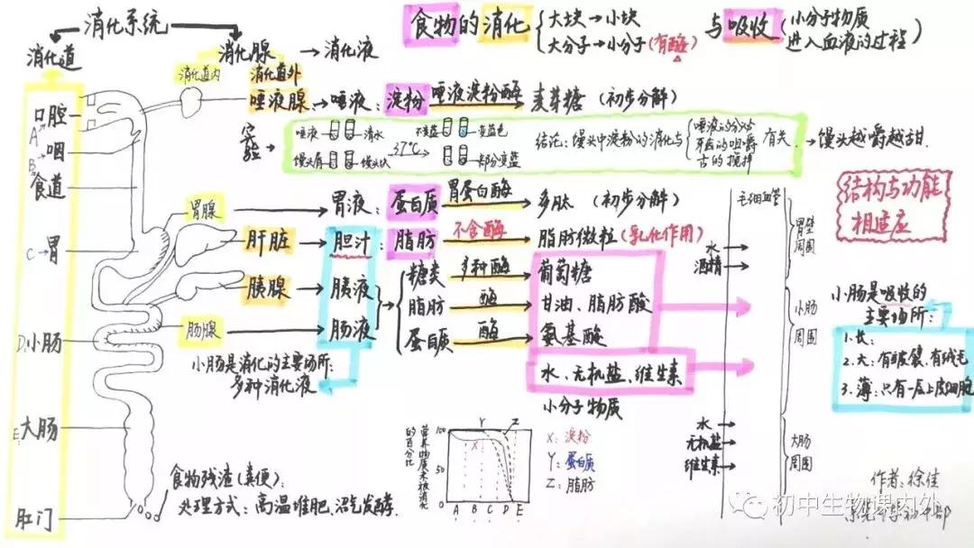 初中生物七年级下册知识点讲解,初一下册生物重点复习初中生学习
