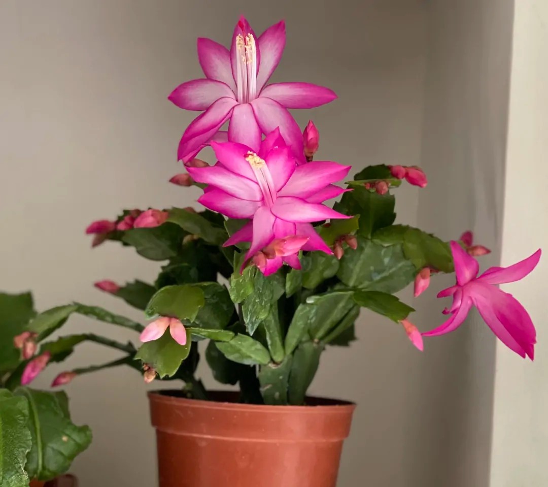 蟹爪兰20棵,有20株蟹爪兰适合多大的盆