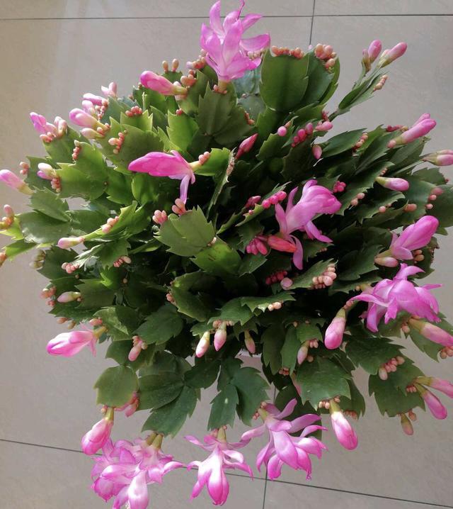 开花超美de仙人掌三千金：蟹爪兰、仙人指、假昙花，你能分清吗？