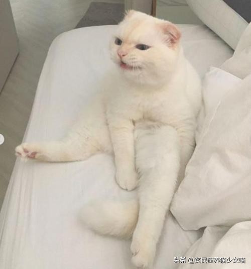 不是《武林秘籍》是《撸猫秘籍》,猫咪被撸时最爱的7个位置